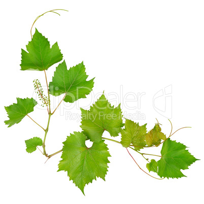 Grape leaves isolated on white background