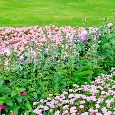 Beautiful flowerbed in summer park