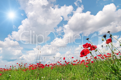 field with poppies and sun on blue sky