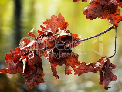 Herbstlaub