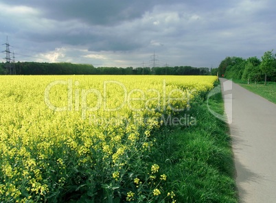 Fahrradtour durch ein Rapsfeld