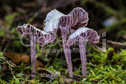 Violetter Lacktrichterling (Laccaria amethystea )