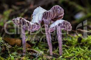 Violetter Lacktrichterling (Laccaria amethystea )
