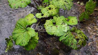 Pestwurzen (Petasites)