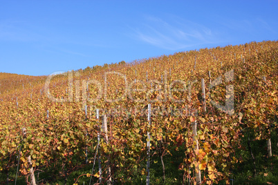 Herbst im Weinberg