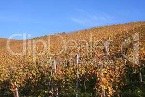 Herbst im Weinberg