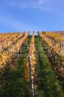 Herbst im Weinberg