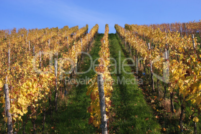 Herbst im Weinberg