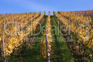 Herbst im Weinberg