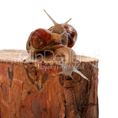 Three snails on pine tree stump