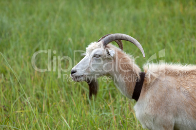 Green meadow and portrait of goat