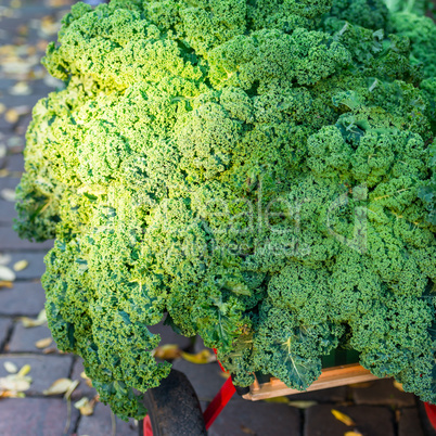 Oldenburg Kale