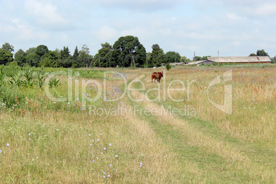 horse standing in the field near the road