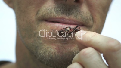 Man Eating Cricket or Grasshopper Bug Closeup