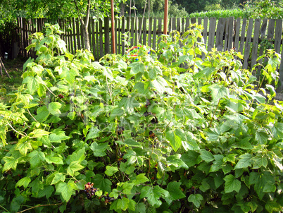 bushes of currant in the village