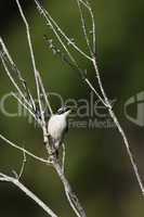 Weißkinn-Honigschmecker (Melithreptus albogularis)