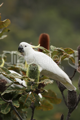 Gelbhaubenkakadu (Cacatua galerita)