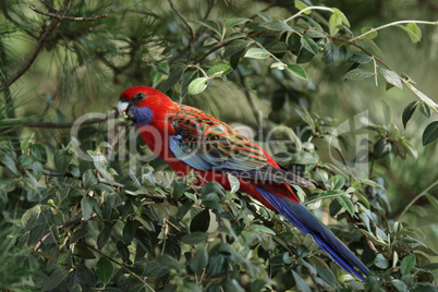 Pennantsittich (Platycercus elegans)