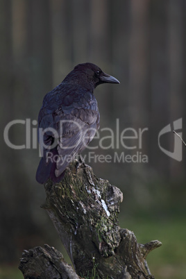 Rabenkrähe (Corvus corone)