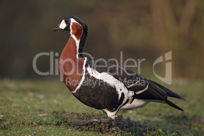 Rothalsgans (Branta ruficollis)