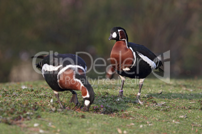 Rothalsgänse (Branta ruficollis)