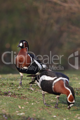 Rothalsgänse (Branta ruficollis)