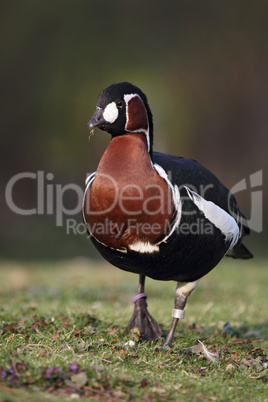 Rothalsgans (Branta ruficollis)