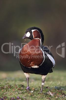 Rothalsgans (Branta ruficollis)