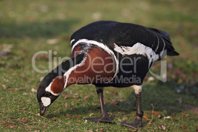 Rothalsgans (Branta ruficollis)