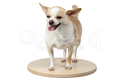 Isolated image of small dog