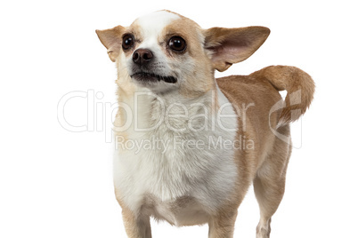 Photo of red puppy chihuahua