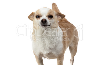 Photo of standing chihuahua