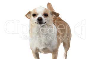 Photo of standing chihuahua