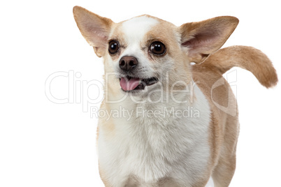 Image of standing chihuahua