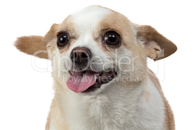 Isolated image of waiting puppy