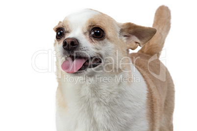 Photo of small dog with pink tongue