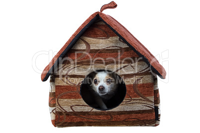 Image of chihuahua in the doghouse
