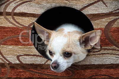 Image of small chihuahua in the doghouse