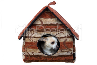 Photo of small chihuahua in the doghouse
