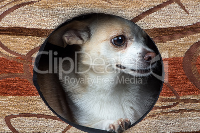 Photo of puppy chihuahua in the kennel
