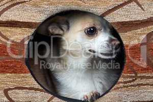 Photo of puppy chihuahua in the kennel
