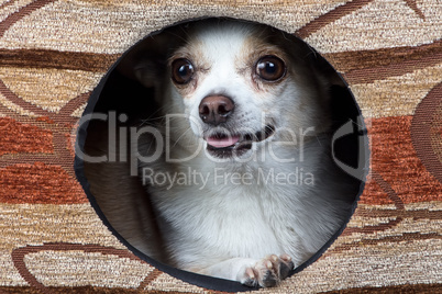 Image of puppy chihuahua in the kennel