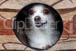 Image of puppy chihuahua in the kennel