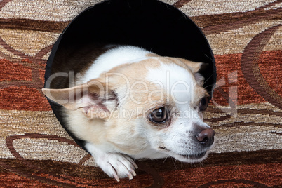 Photo of chihuahua in the doghouse