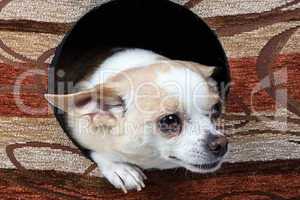 Photo of chihuahua in the doghouse