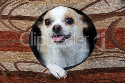 Photo of puppy in the kennel