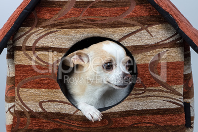 Image of puppy in the kennel