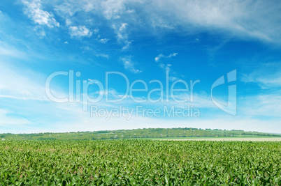 corn field with the young shoots