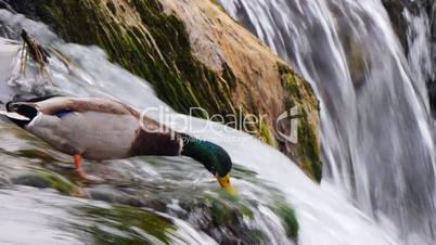 stockente am rheinfall