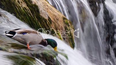 stockente am rheinfall